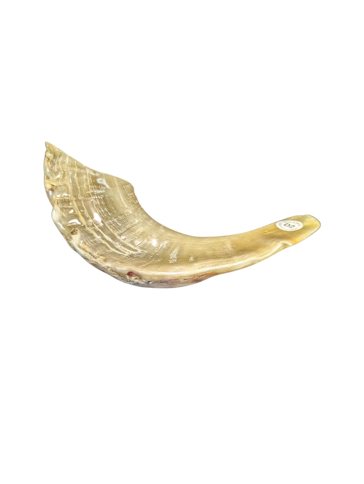 Traditional Ram’s Horn Shofar - Natural Polished Finish