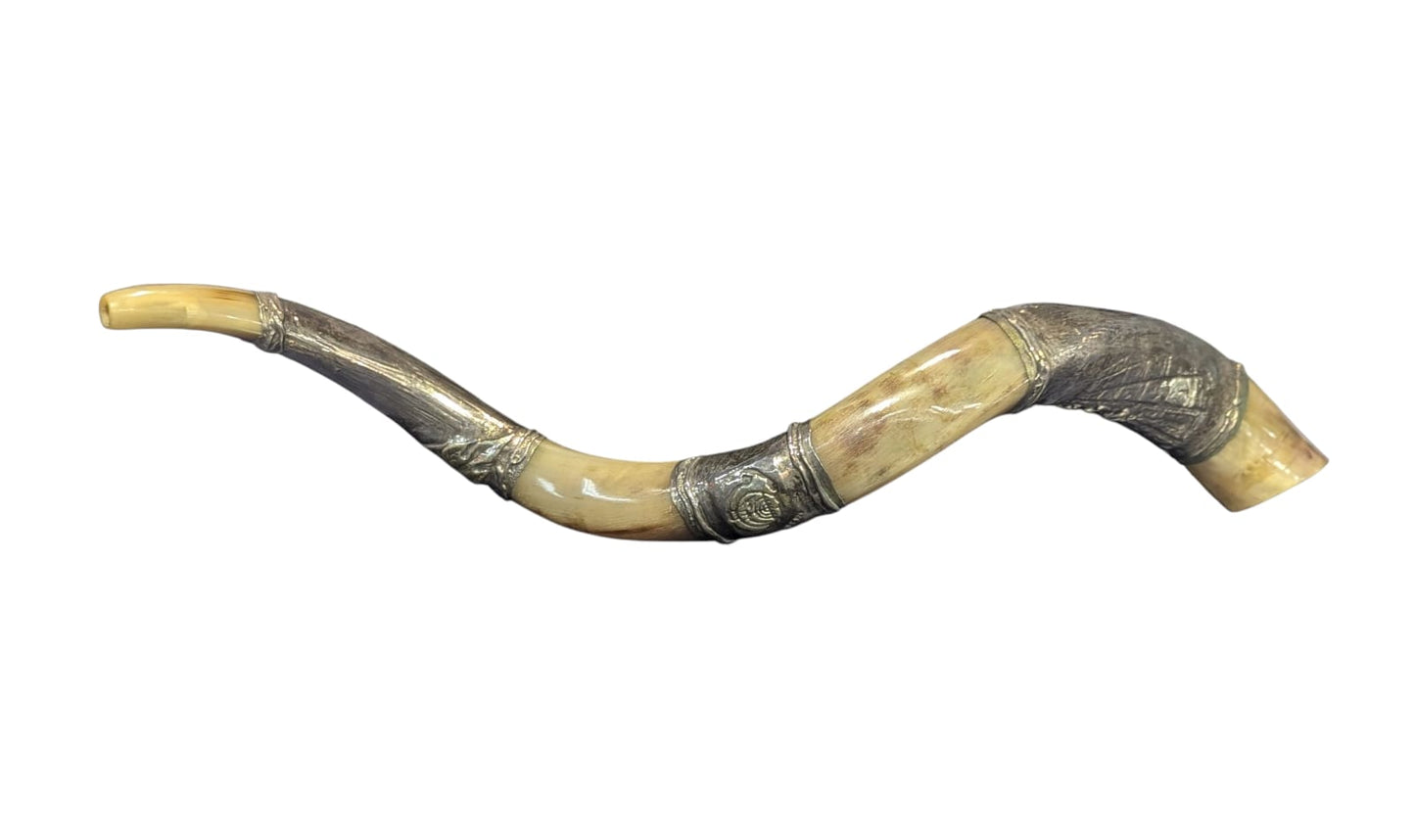 Silver-Trimmed Yemenite Shofar
