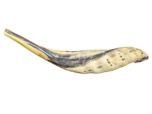 Polished Rams Horn Shofar – Silver Hue Finish